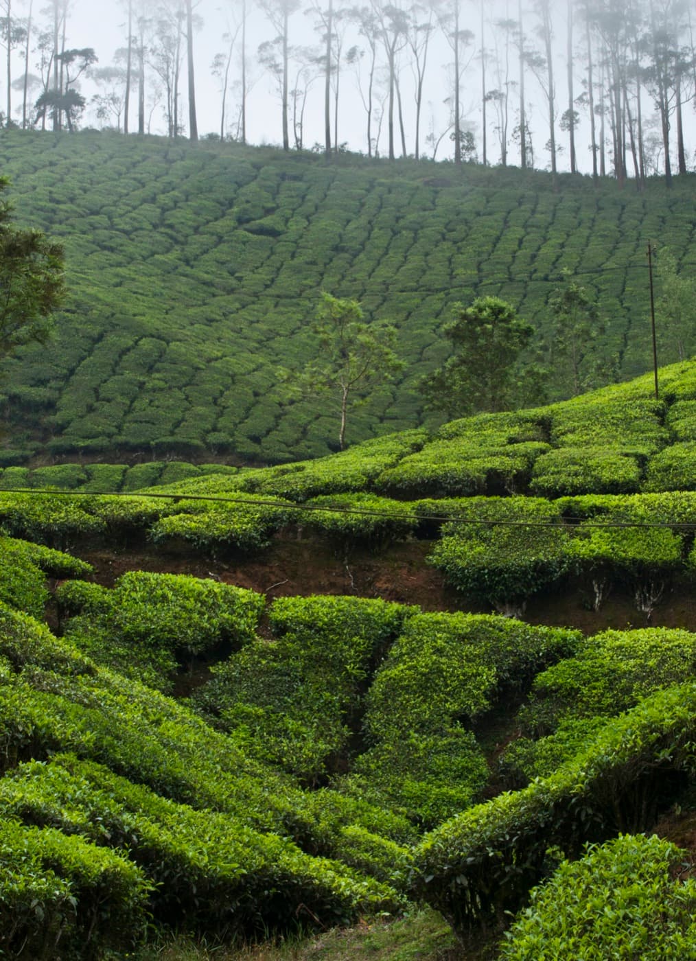 Misty tea plantations in Munnar